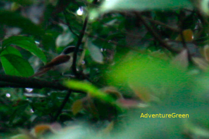 Burmese Shrike in Vietnam