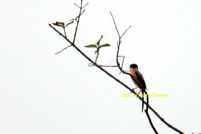 Long-Tailed Shrike