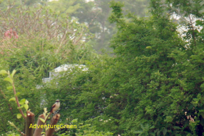 Long-tailed shrike in Vietnam