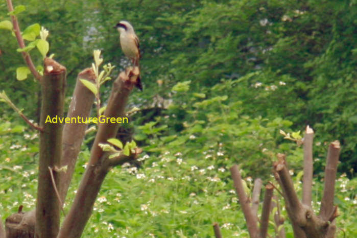 Long-tailed shrike in Vietnam