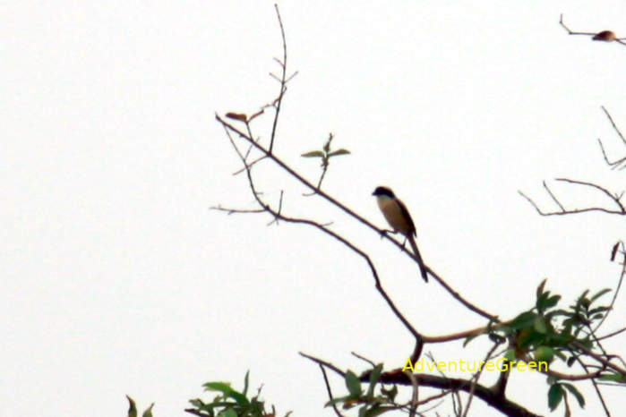Long-tailed shrike in Vietnam