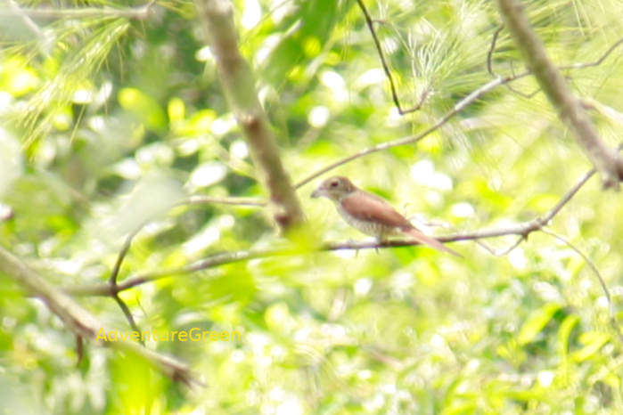 Tiger Shrike in Vietnam