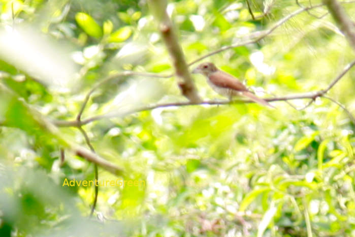Tiger Shrike in Vietnam