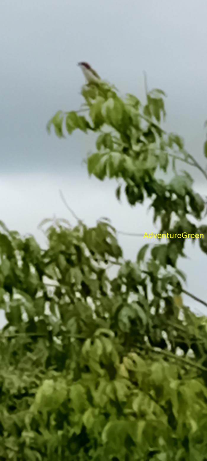 Tiger Shrike in Vietnam Tiger Shrike in Vietnam