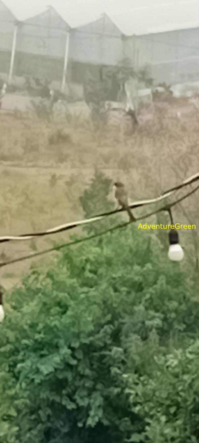 Tiger Shrike in Vietnam Tiger Shrike in Vietnam
