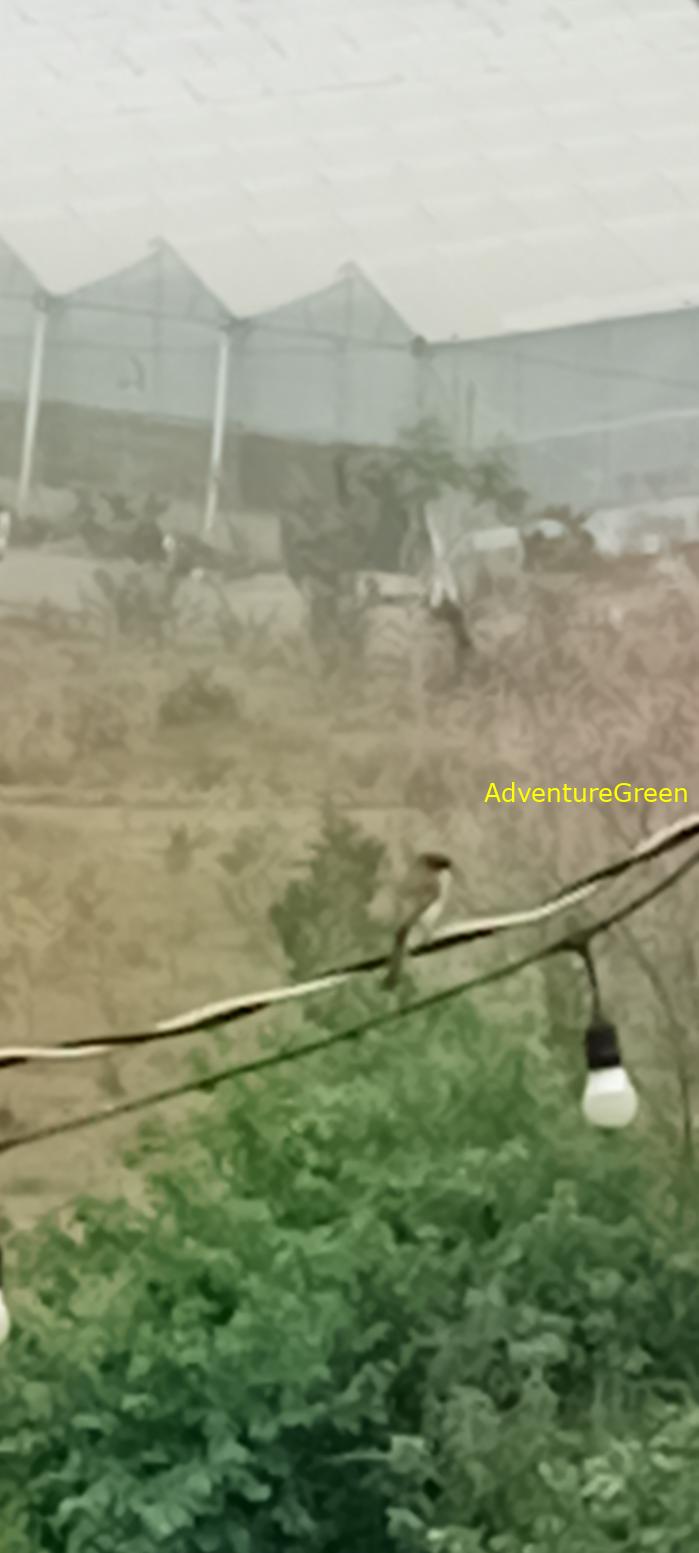 Tiger Shrike in Vietnam Tiger Shrike in Vietnam