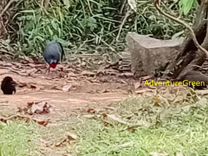 Siamese Fireback Siamese Fireback