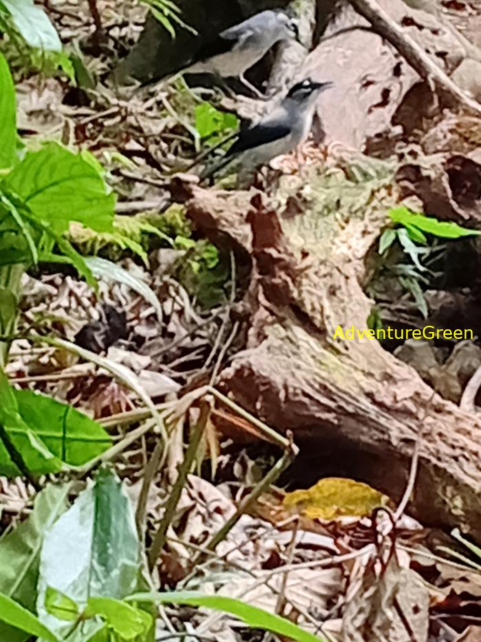Black-headed Sibia Black-headed Sibia
