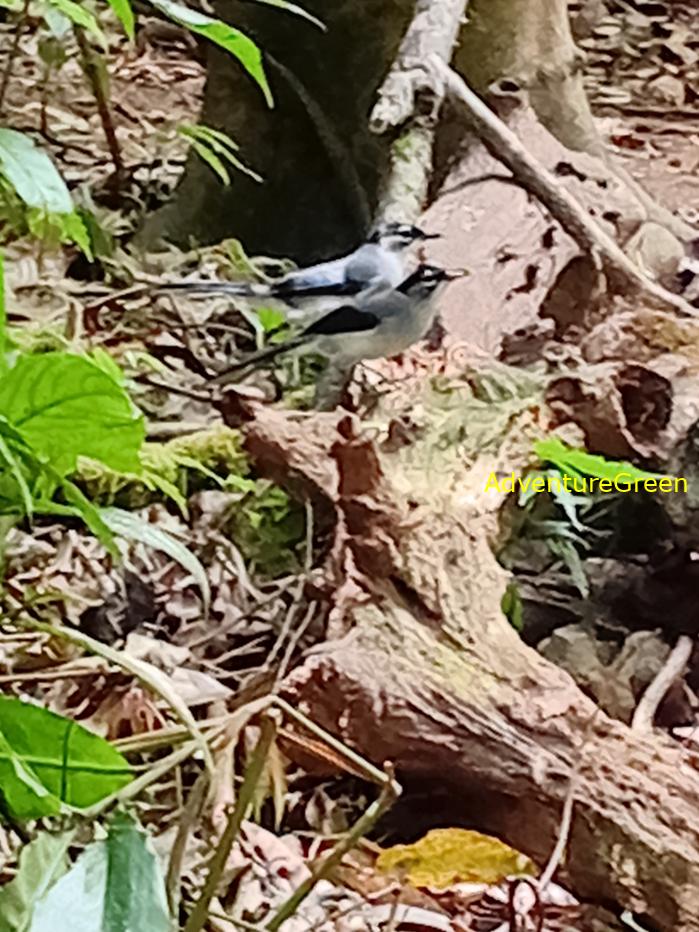 Black-headed Sibia Black-headed Sibia