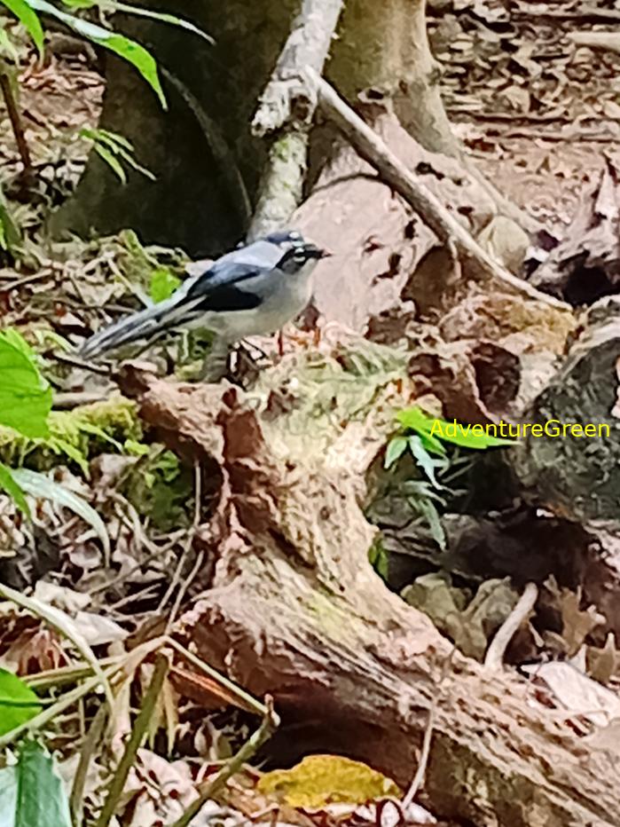 Black-headed Sibia Black-headed Sibia
