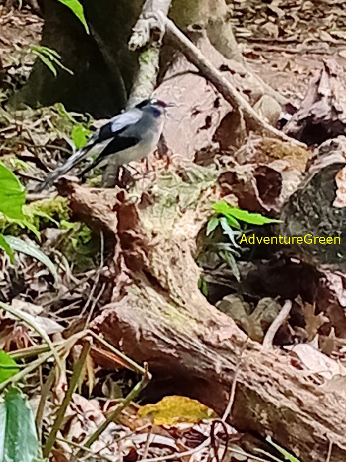 Black-headed Sibia Black-headed Sibia
