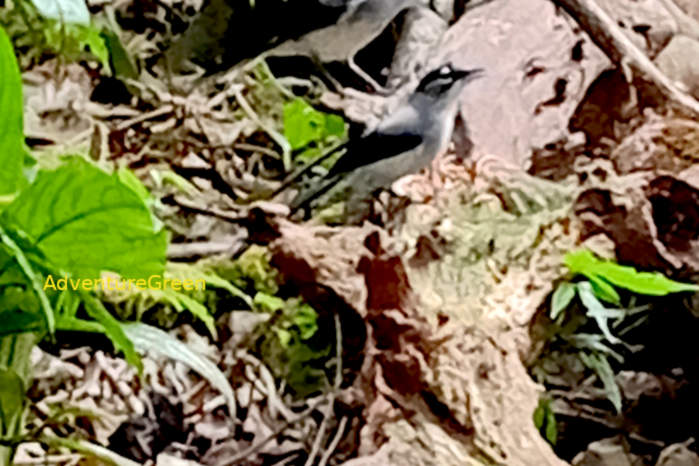 Black-headed sibia in Vietnam