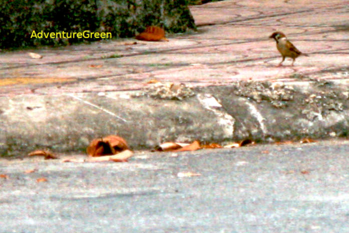 Eurasian tree sparrow in Vietnam