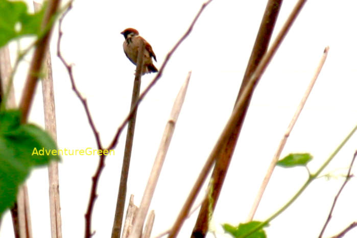 Eurasian tree sparrow in Vietnam