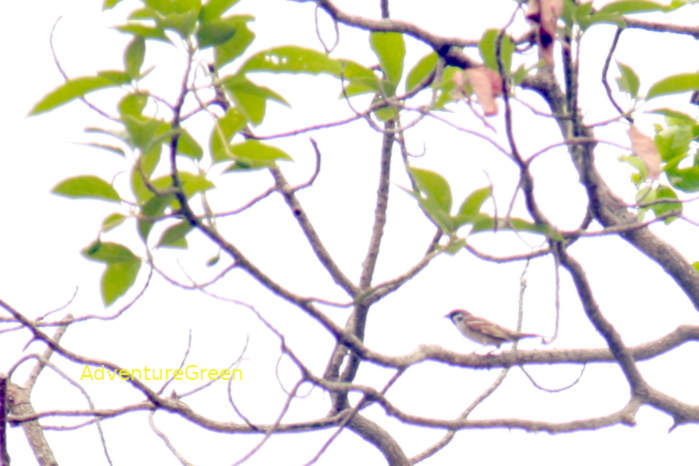 Eurasian tree sparrow in Vietnam
