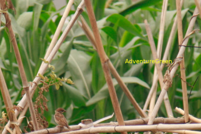 Eurasian tree sparrow