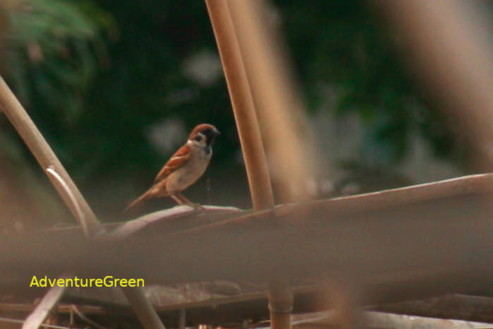 Eurasian Tree Sparrow