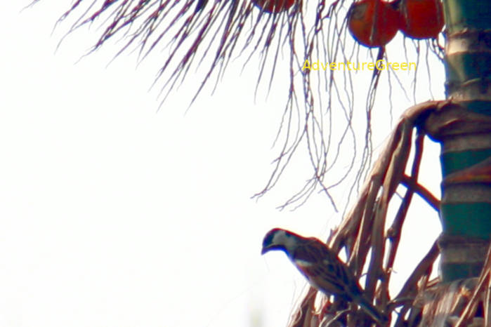 House sparrow in Vietnam