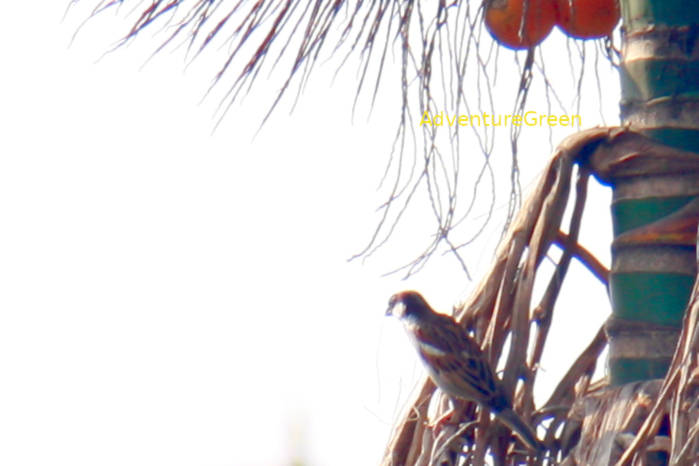 House sparrow in Vietnam