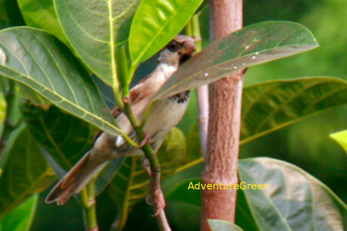 House sparrow in Vietnam