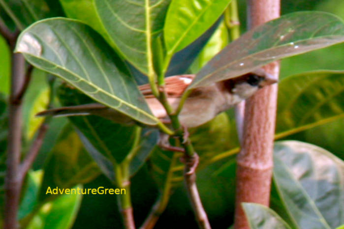 House sparrow in Vietnam