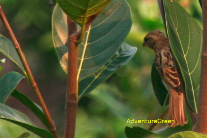 House Sparrow