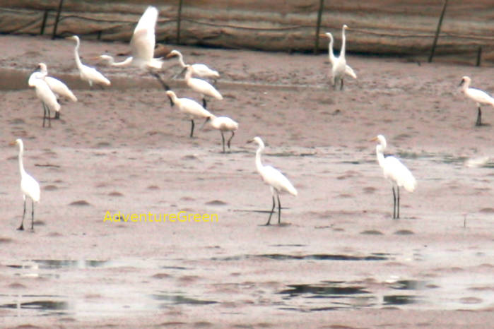 Black-faced spoonbill, Eurasian spoonbill and different egrets in Vietnam