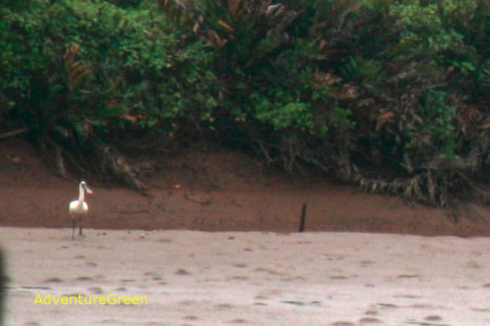 Eurasian Spoonbill at Xuan Thuy National Park Vietnam