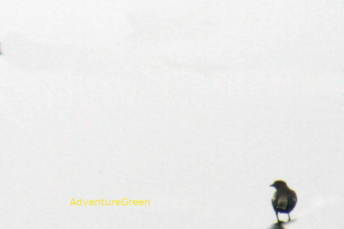 White-shouldered starling in Vietnam