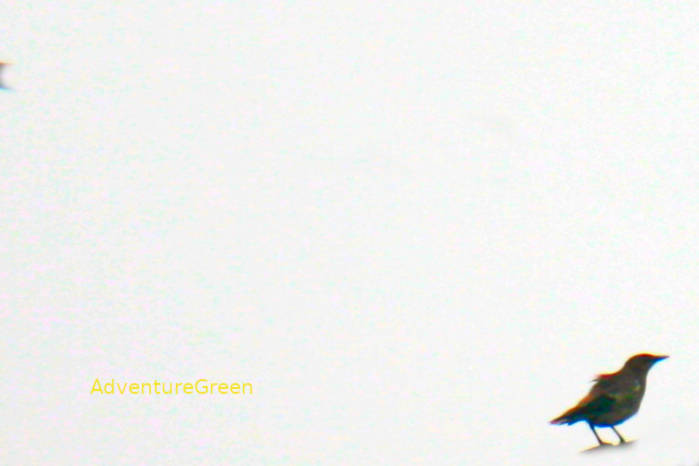 White-shouldered starling in Vietnam