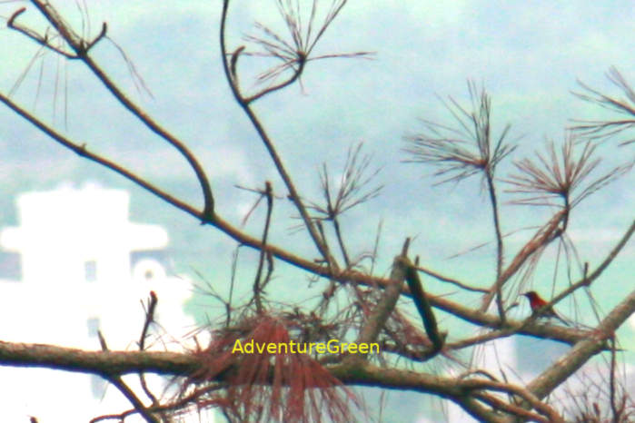 Crimson sunbird in Vietnam