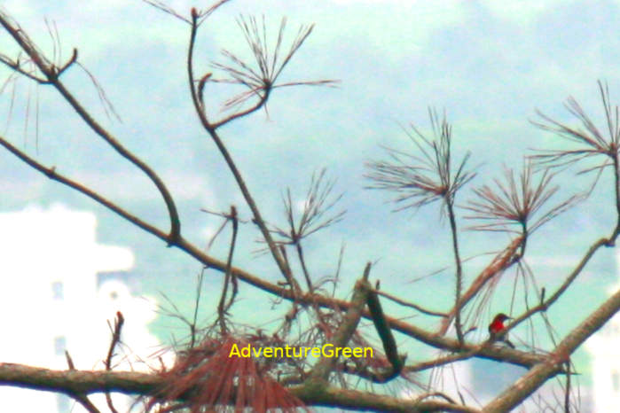 Crimson sunbird in Vietnam