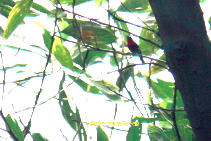 Crimson sunbird in Vietnam