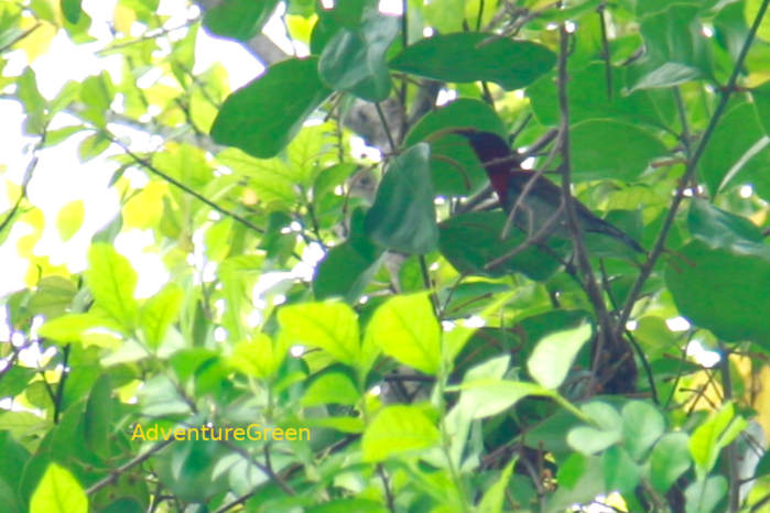 Crimson sunbird in Vietnam