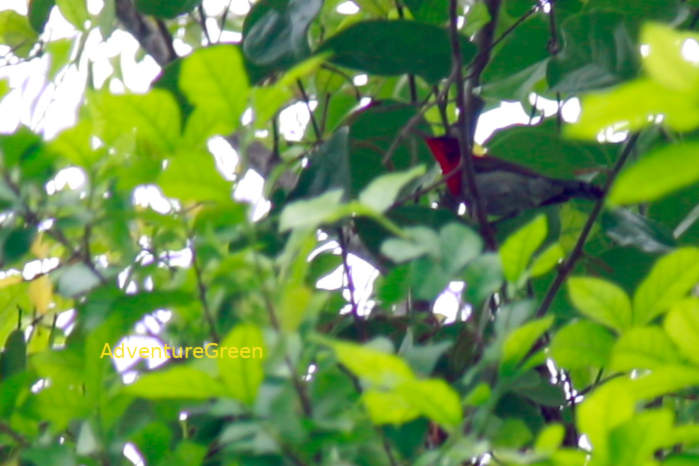Crimson Sunbird