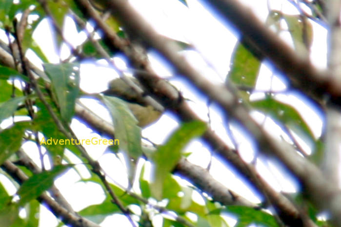 Fork-Tailed Sunbird in Vietnam