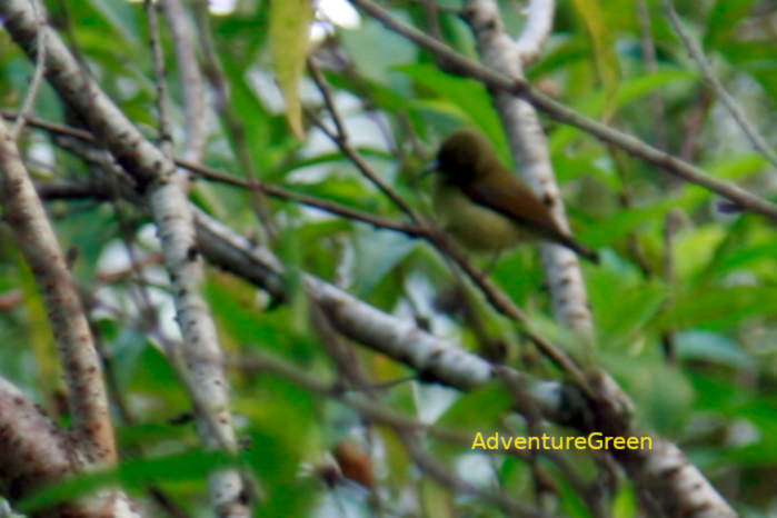 Fork-tailed sunbird in Vietnam