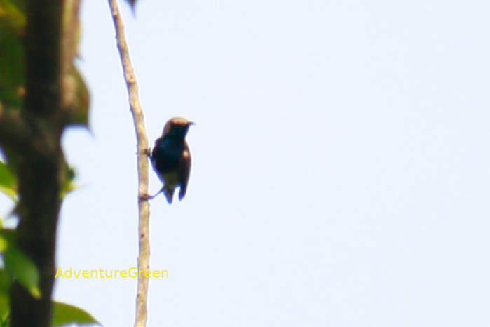 Ornate sunbird in Vietnam