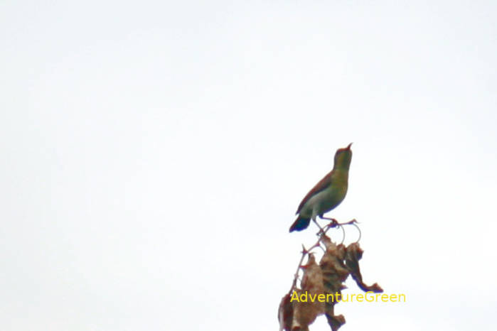 Ornate sunbird in Vietnam