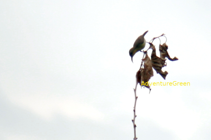 Ornate sunbird in Vietnam