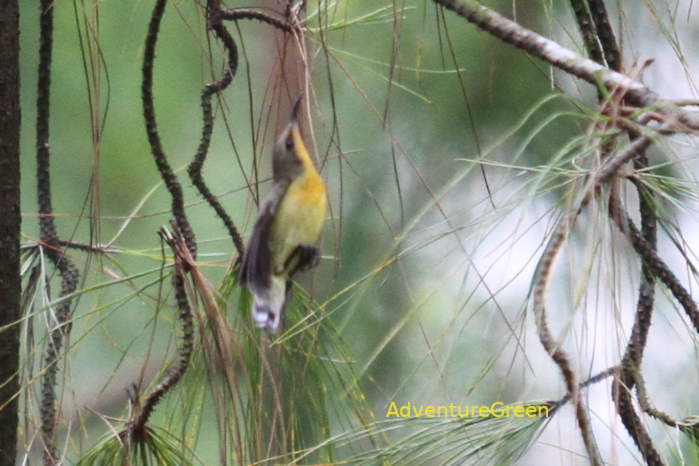Ornate sunbird in Vietnam