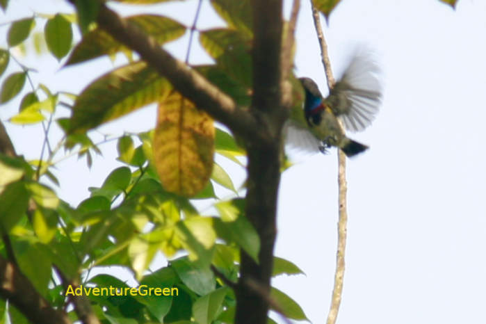 Ornate sunbird in Vietnam