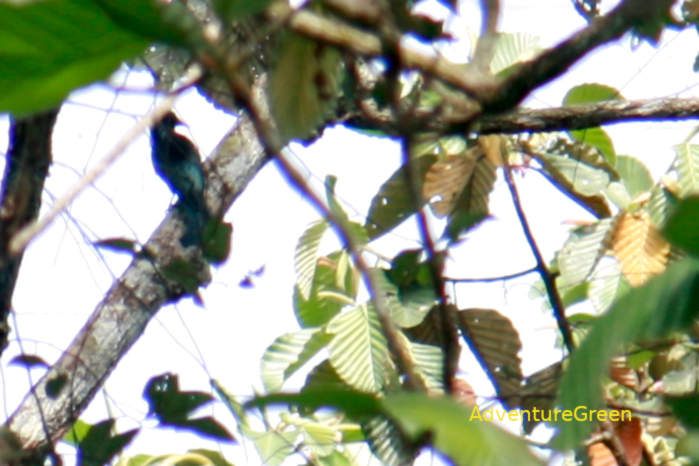 Purple sunbird in Vietnam
