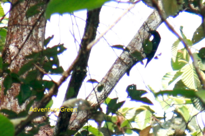 Purple sunbird in Vietnam