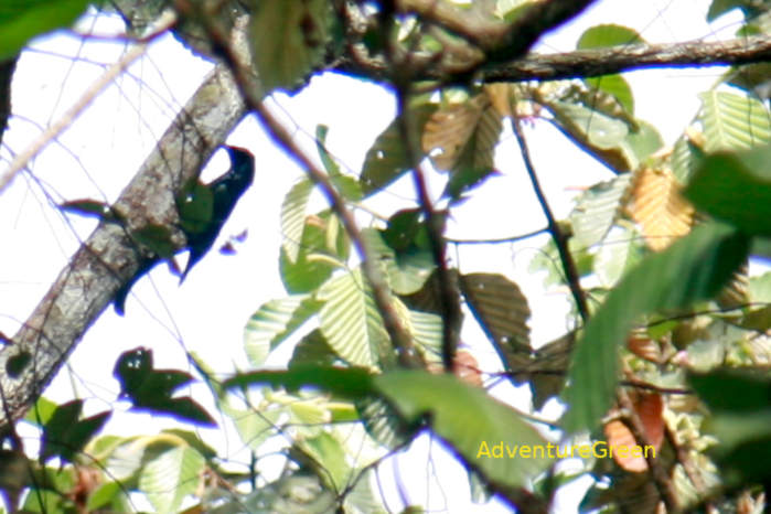 Purple Sunbird in Vietnam