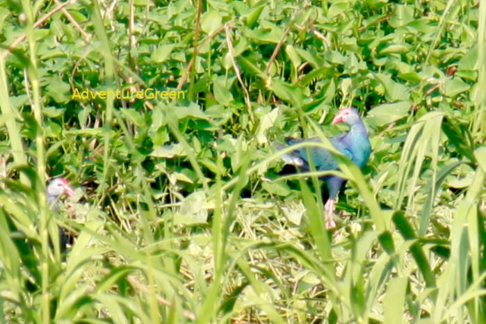 Grey-headed swamphen in Vietnam