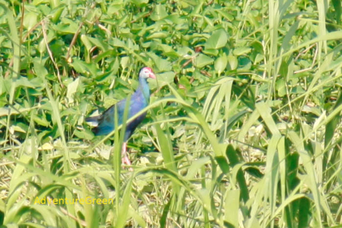 Grey-headed swamphen in Vietnam