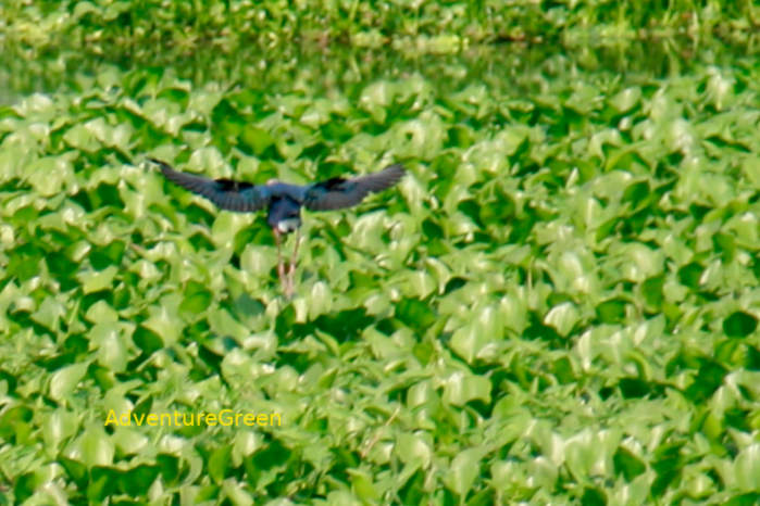 Grey-headed swamphen in Vietnam