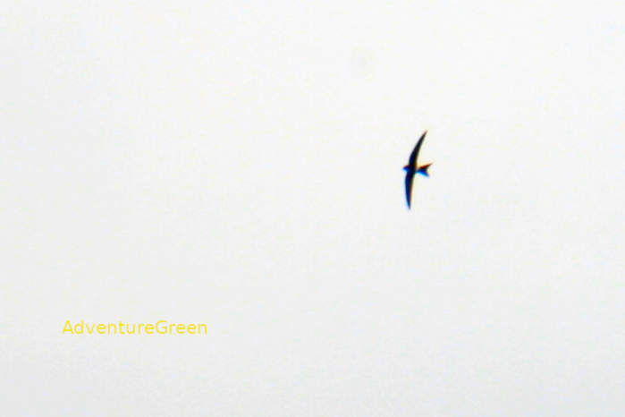 Pacific swift in Vietnam