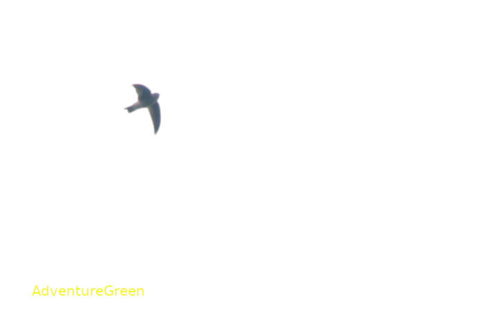Himalayan Swiftlet